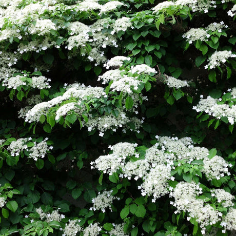 Hydrangea petiolaris climbing a wall and covered with white lacecap flowers.