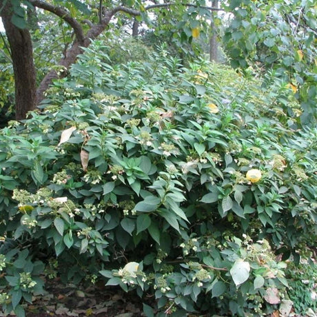 Mature leafy Hydrangea serrata ‘Bluebird’ shrub growing beneath woodland trees.