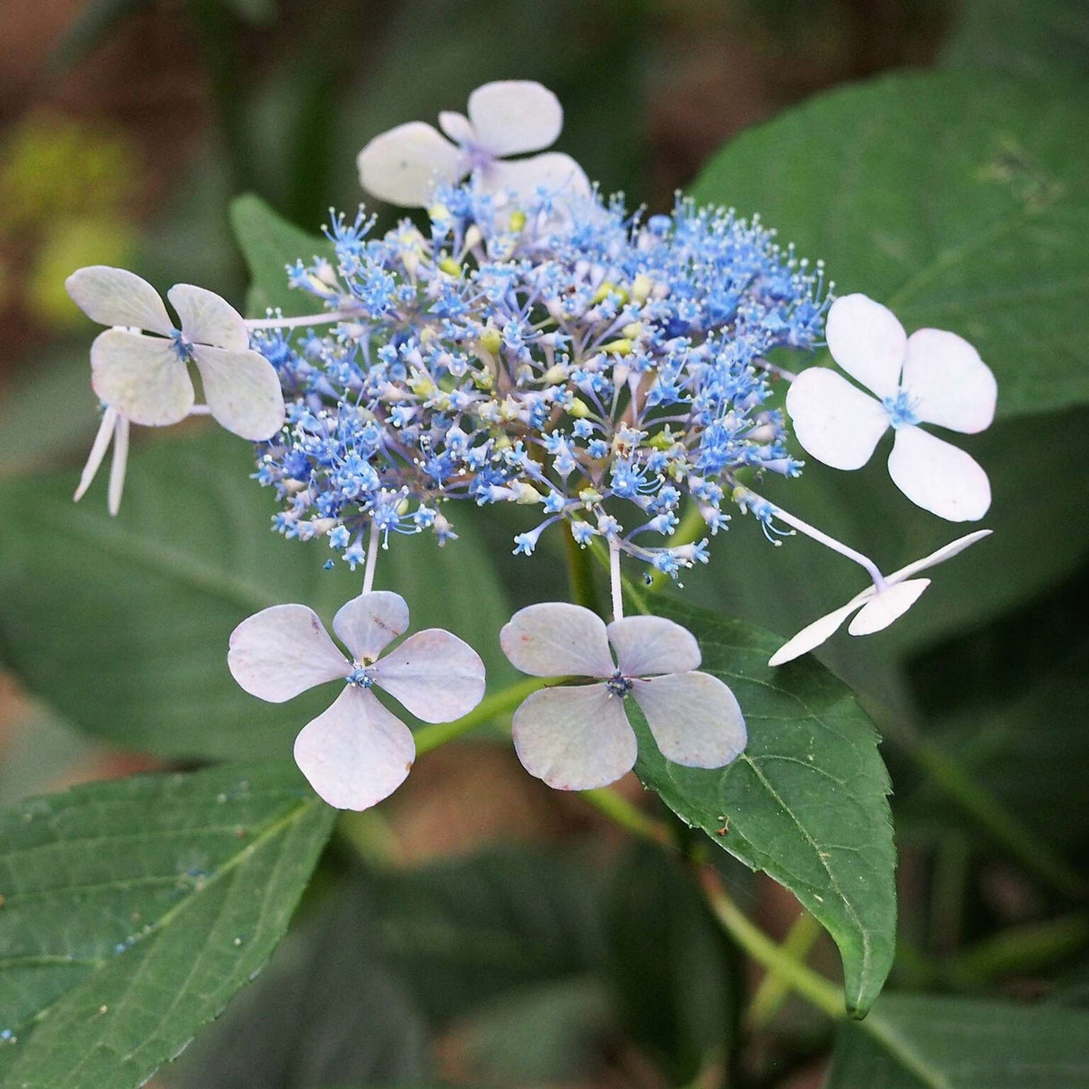 Hydrangea serrata ‘Bluebird’