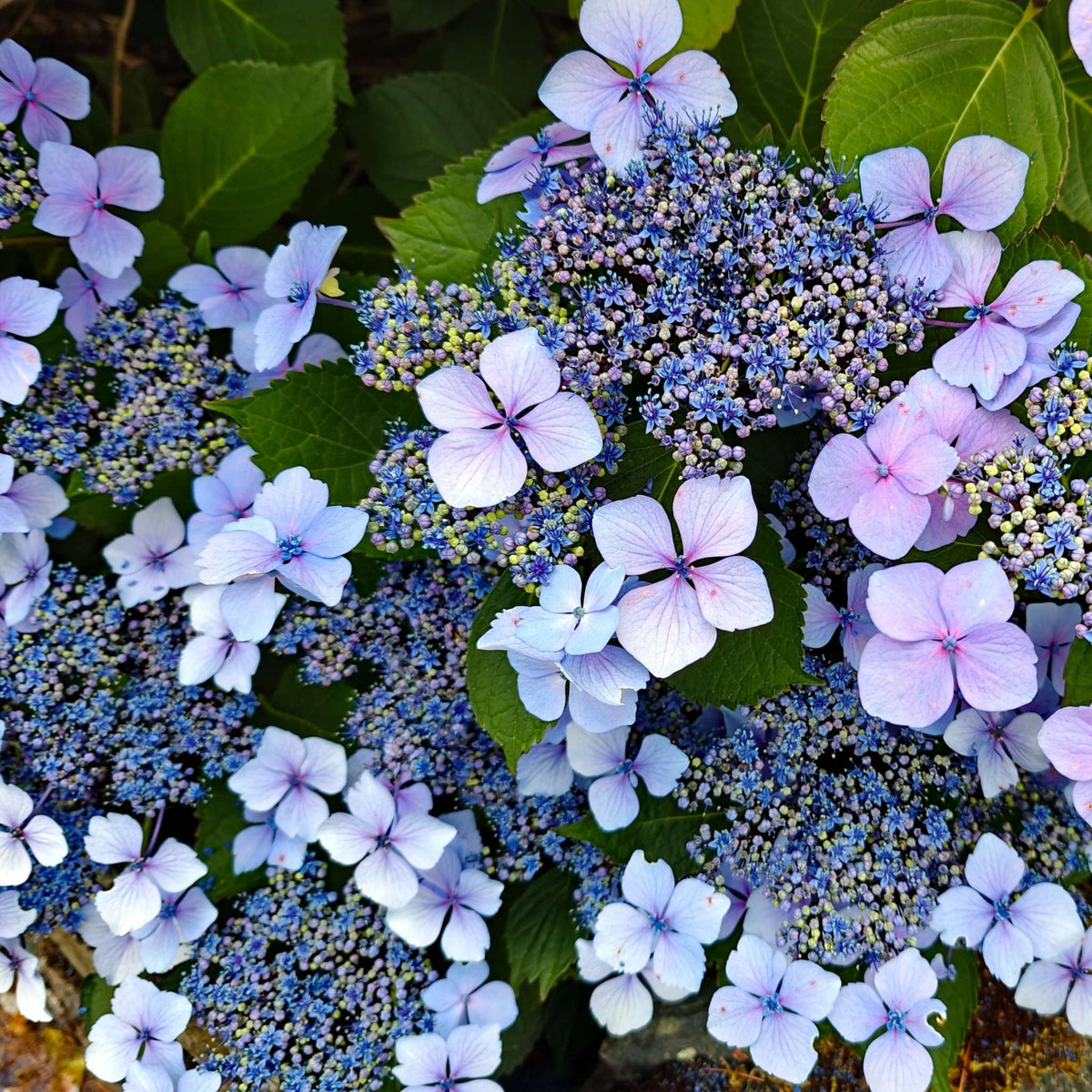 Close-up of Hydrangea serrata ‘Bluebird’ lacecap flowers with blue centres and pale lilac outer florets.