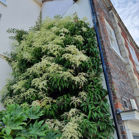 Climbing Hydrangea viburnoides covering a wall with broad cream-white flower panicles.