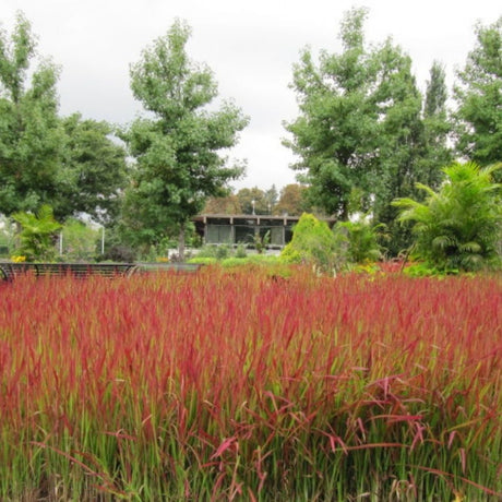 Broad mass planting of Japanese blood grass glowing red across a naturalistic garden bed.