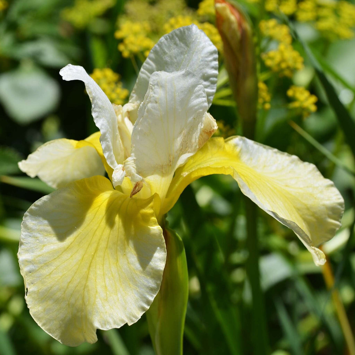 Close-up of a cream and buttery yellow Iris ‘Butter and Sugar’ flower.