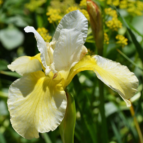 Close-up of a cream and buttery yellow Iris ‘Butter and Sugar’ flower.