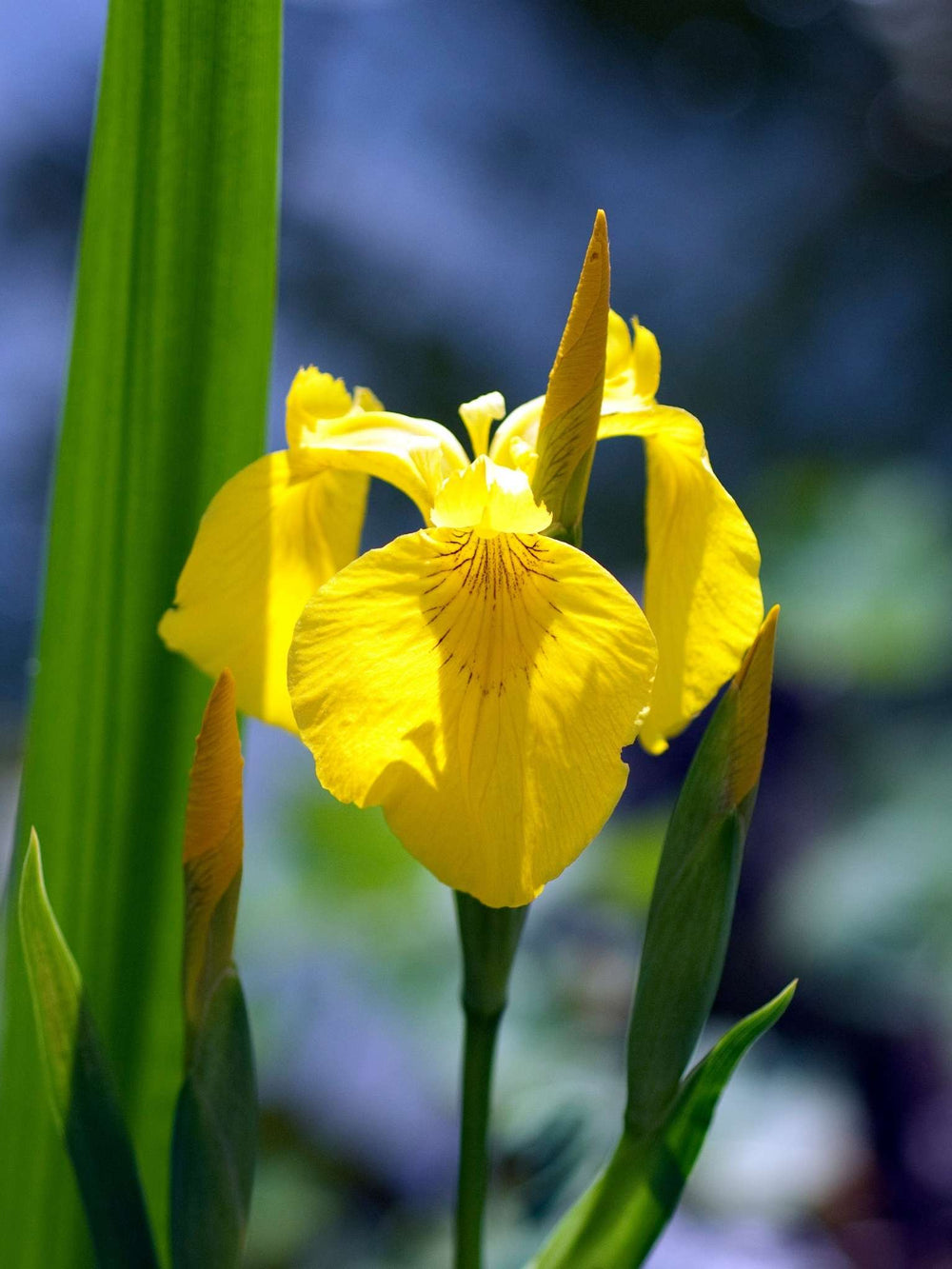 Iris pseudacorus