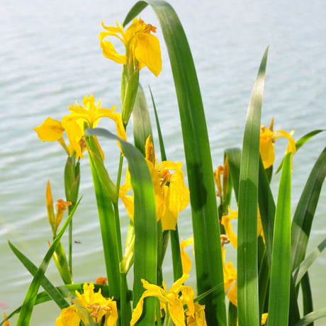 Iris pseudacorus flowering bright yellow at the edge of water.