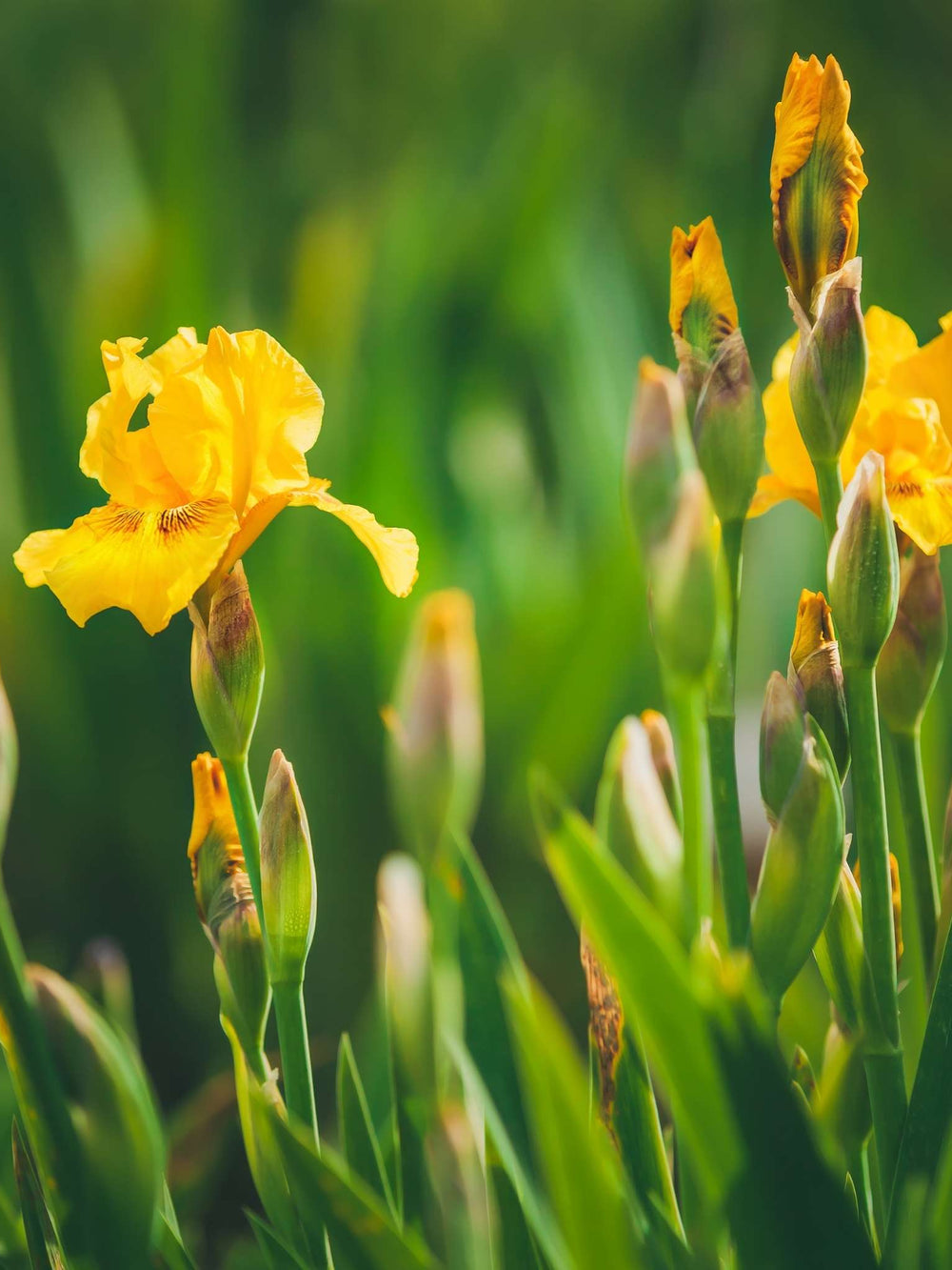 Iris pseudacorus