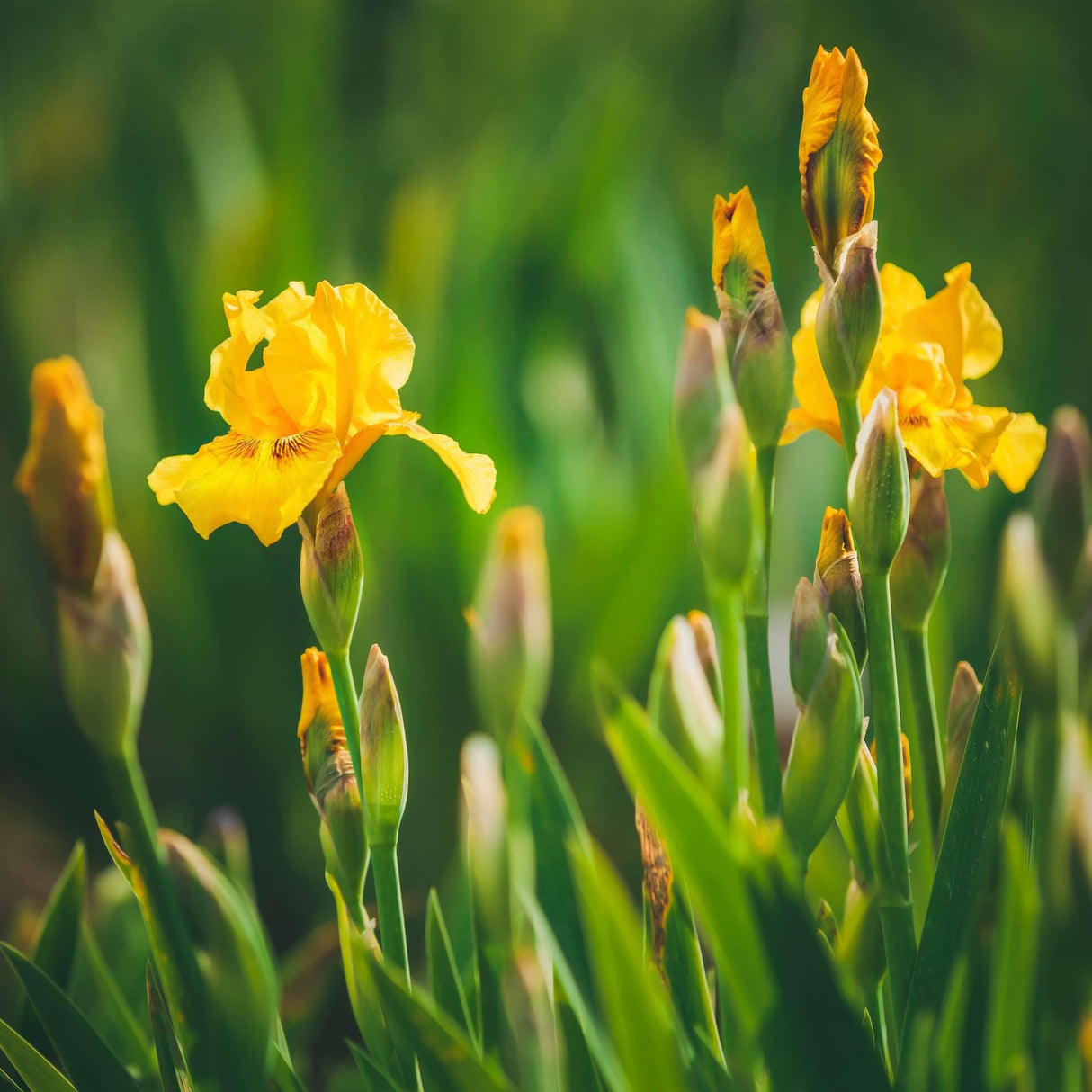 Iris pseudacorus