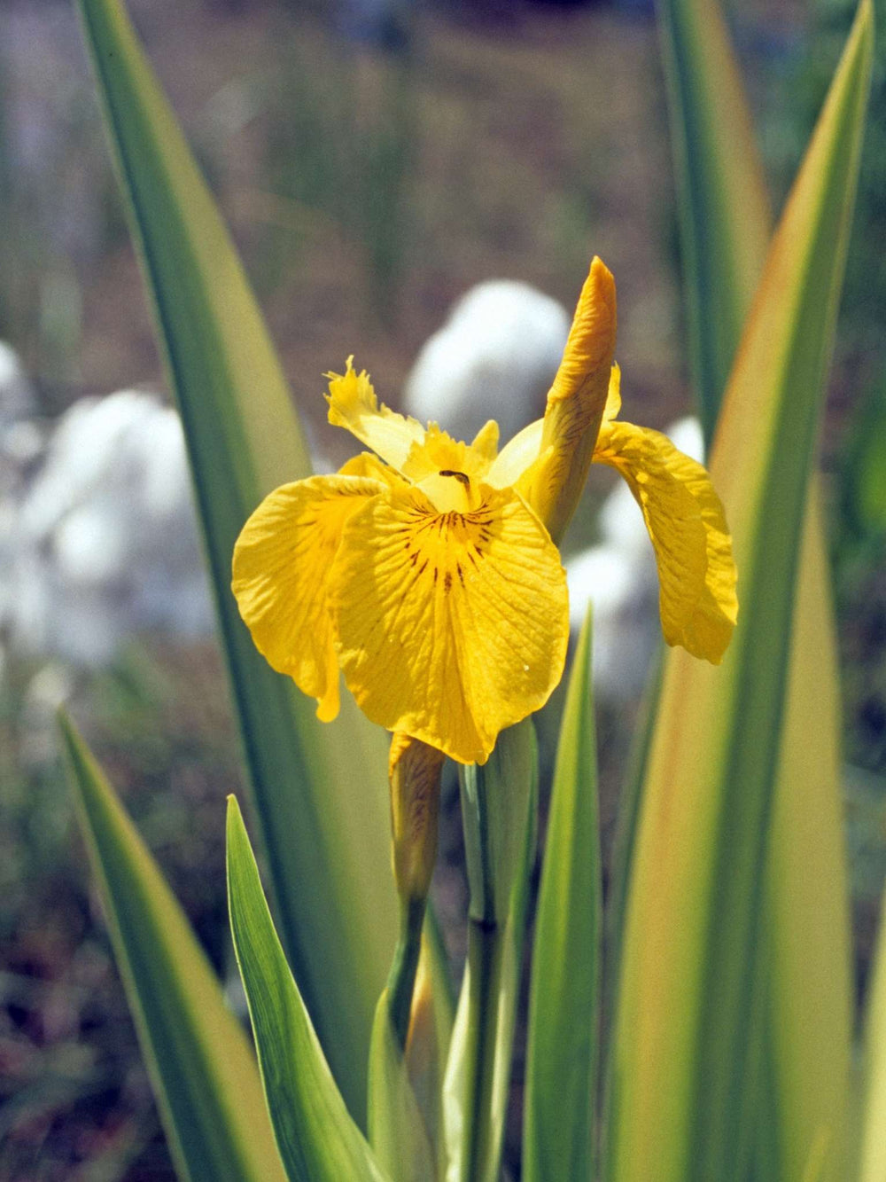 Iris pseudacorus