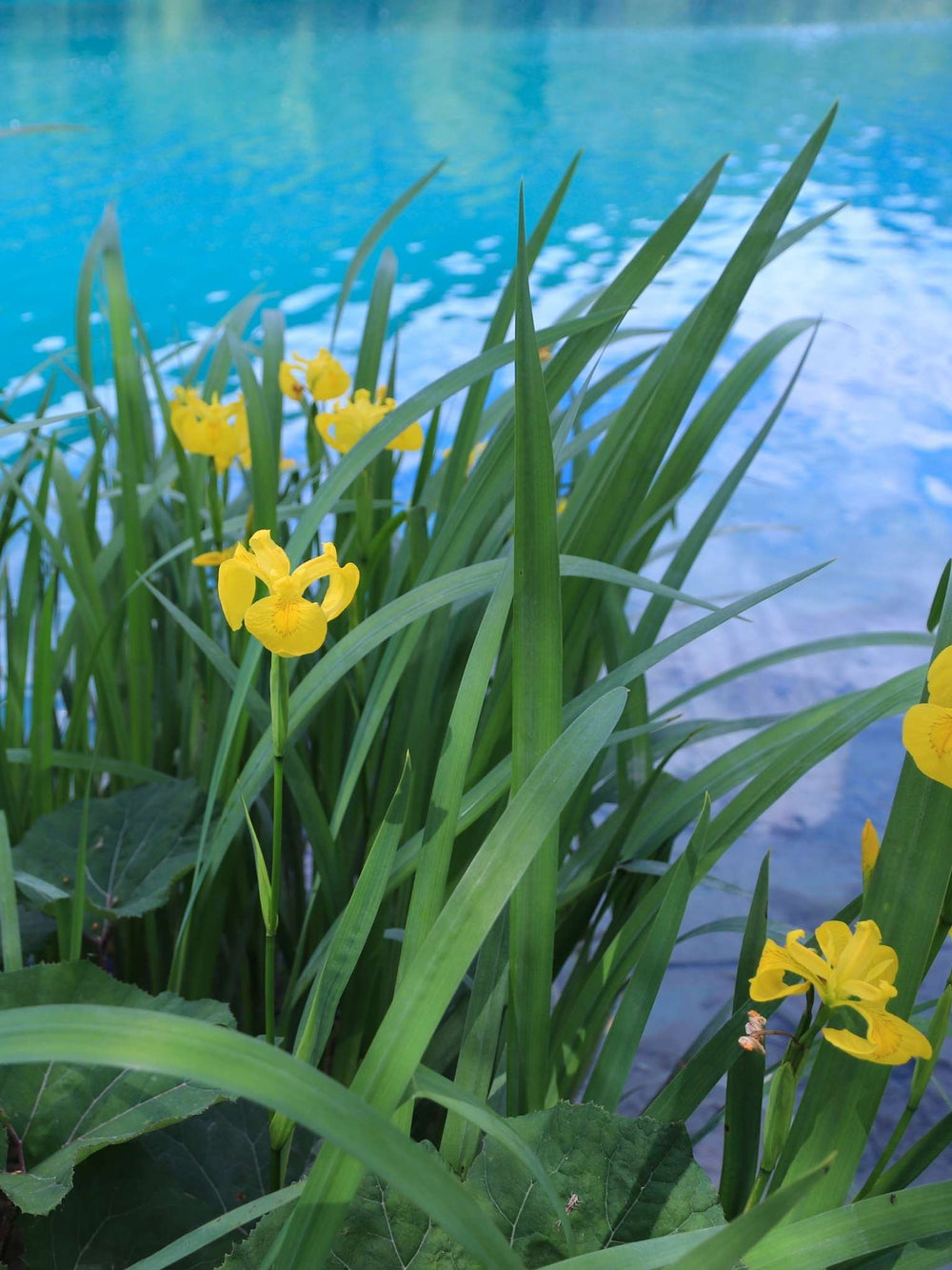 Iris pseudacorus