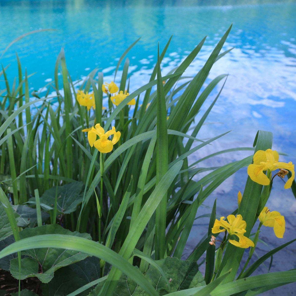 Iris pseudacorus