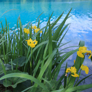 Iris pseudacorus
