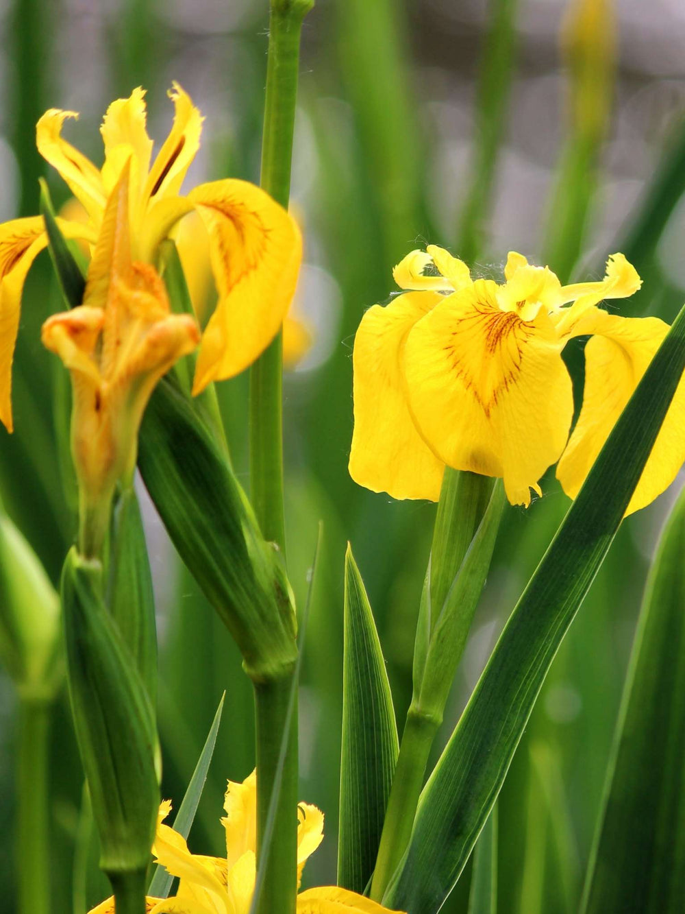Iris pseudacorus