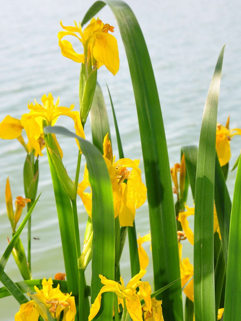 Iris pseudacorus