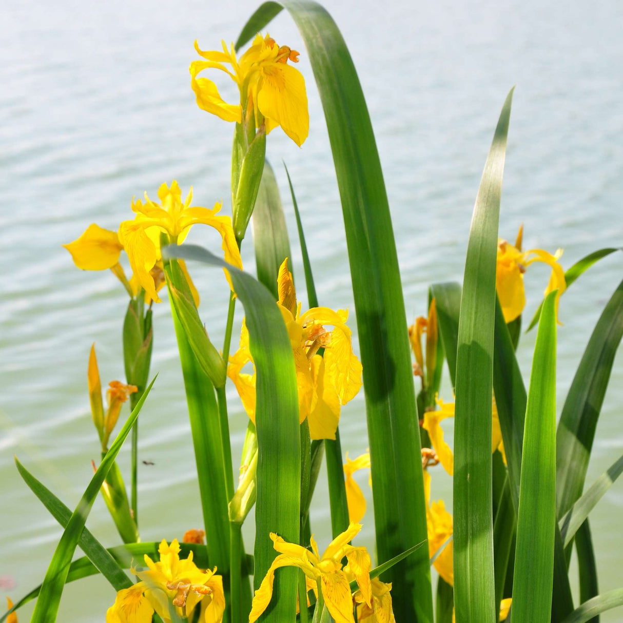 Iris pseudacorus