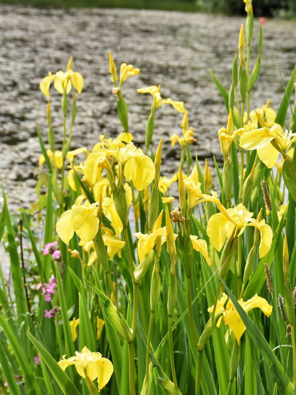Iris pseudacorus