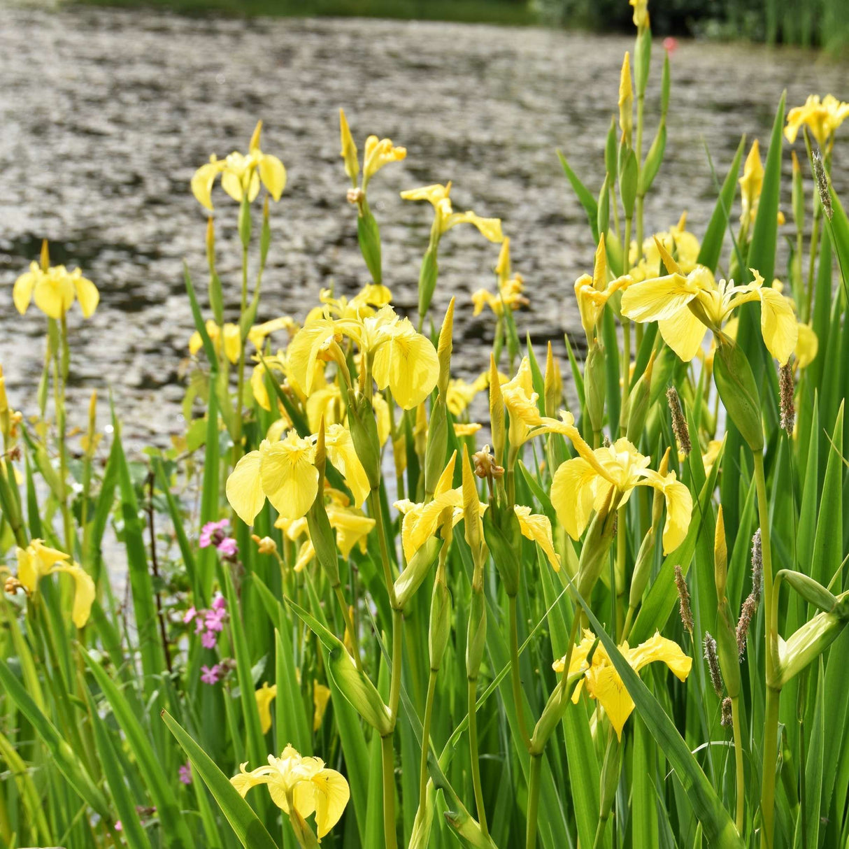 Iris pseudacorus