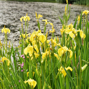 Iris pseudacorus