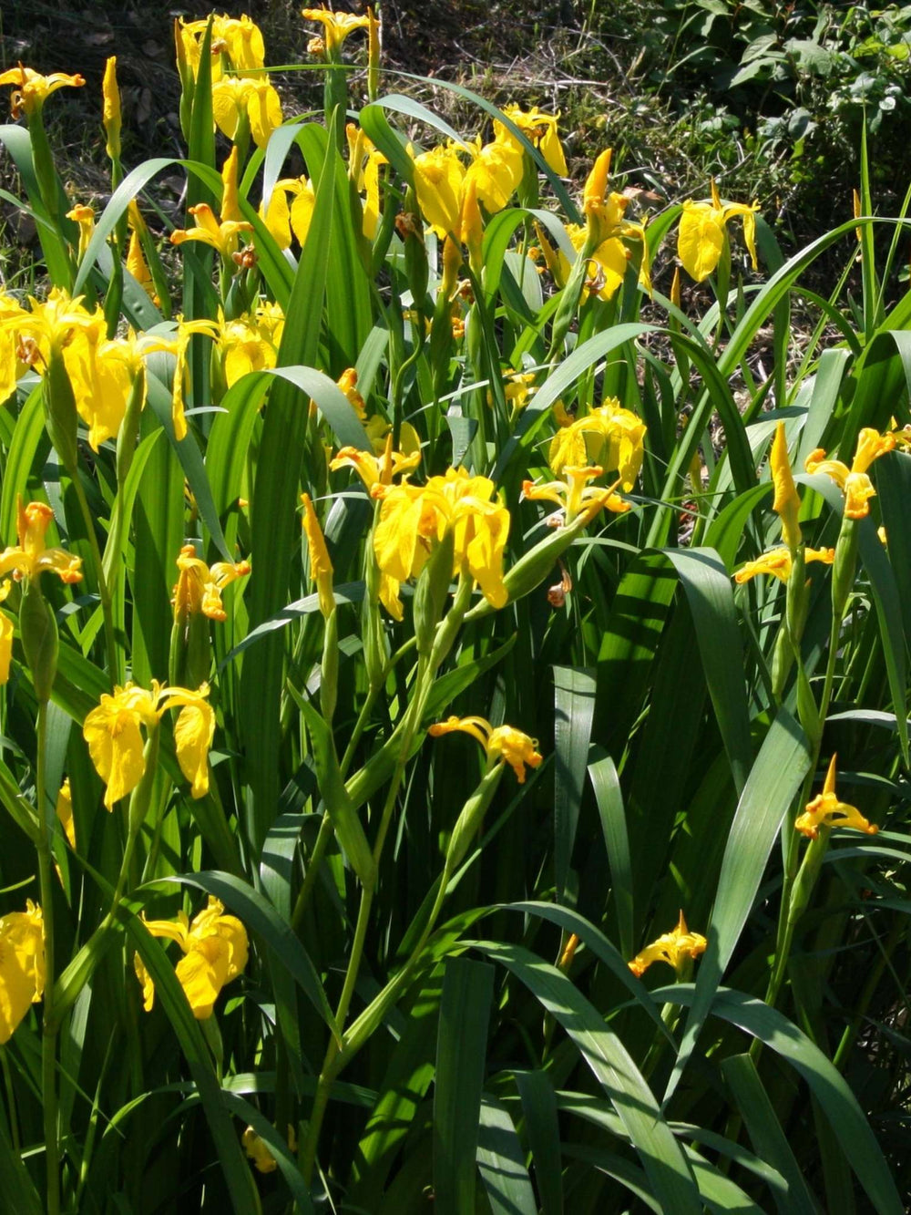 Iris pseudacorus