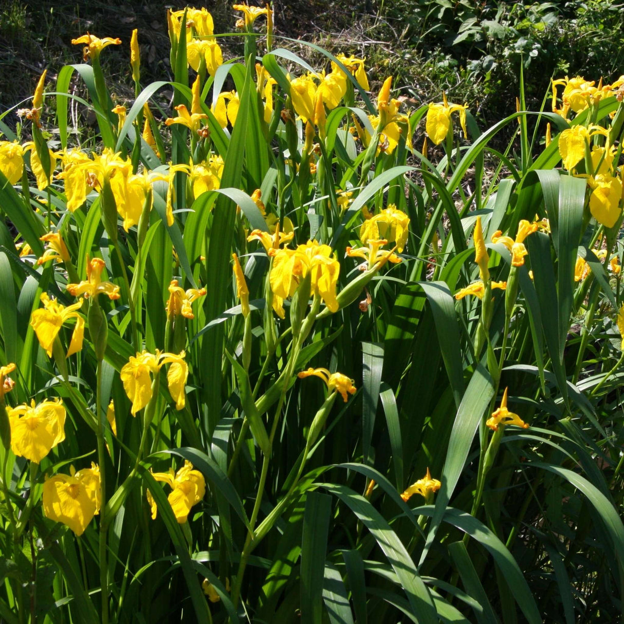 Iris pseudacorus