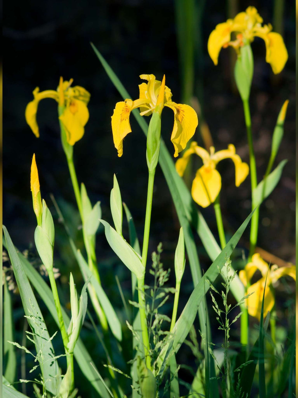 Iris pseudacorus