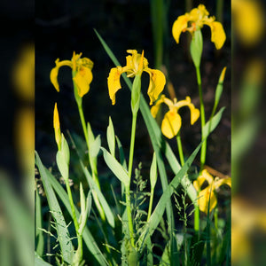 Iris pseudacorus