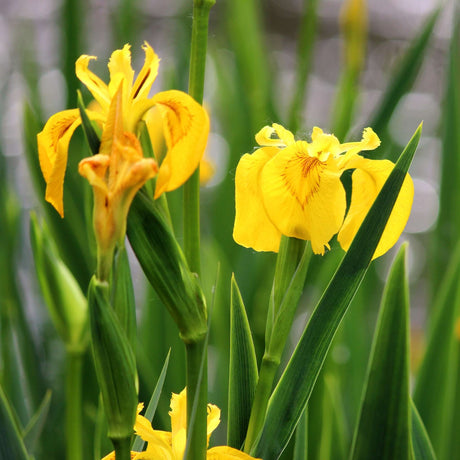 Yellow Iris pseudacorus flowers rising from dense upright leaves.