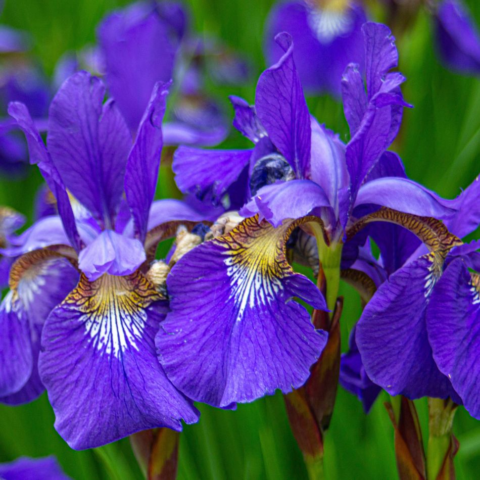 Rich violet Iris sibirica flowers with white and golden patterned falls.