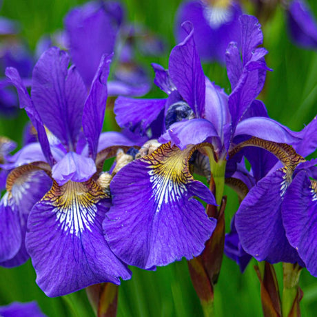 Rich violet Iris sibirica flowers with white and golden patterned falls.