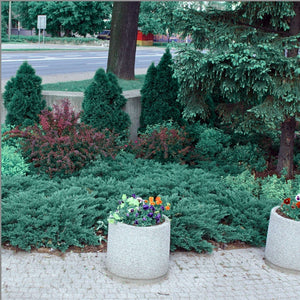 Juniperus horizontalis ‘Blue Chip’