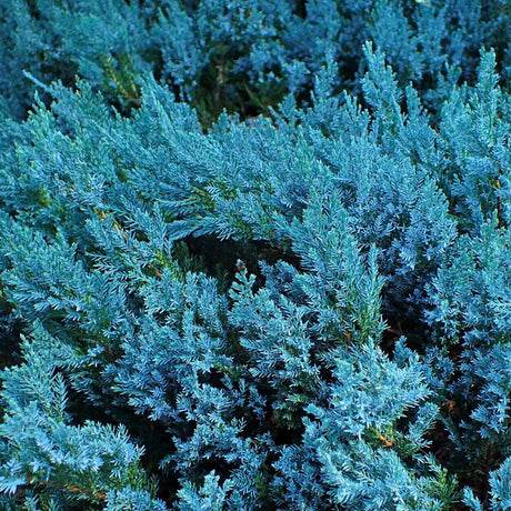 Close-up of dense steel-blue Juniperus horizontalis ‘Blue Chip’ foliage.