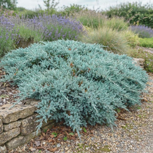 Juniperus squamata ‘Blue Carpet’