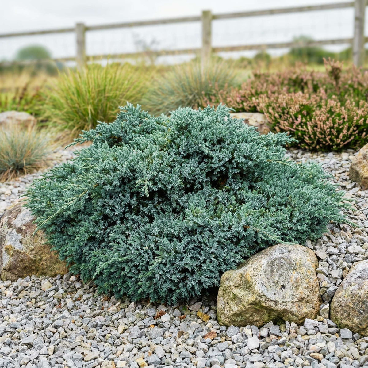 Compact rounded Juniperus squamata ‘Blue Star’ in a gravel rock garden.