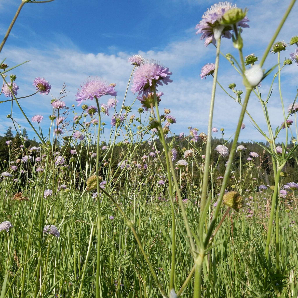 Knautia arvensis