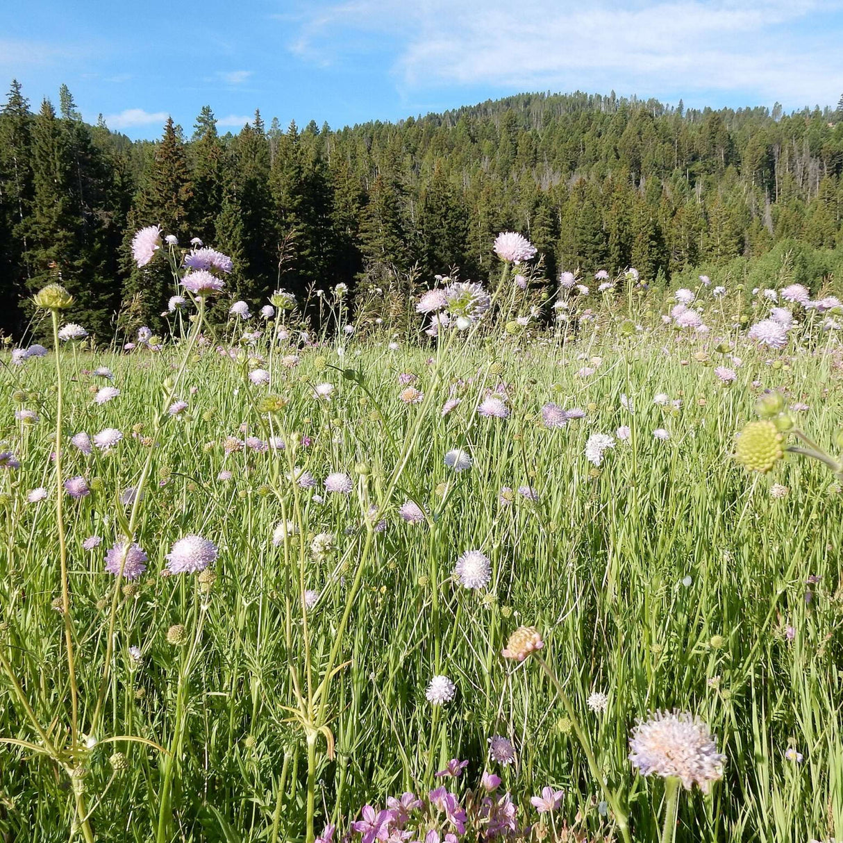Knautia arvensis