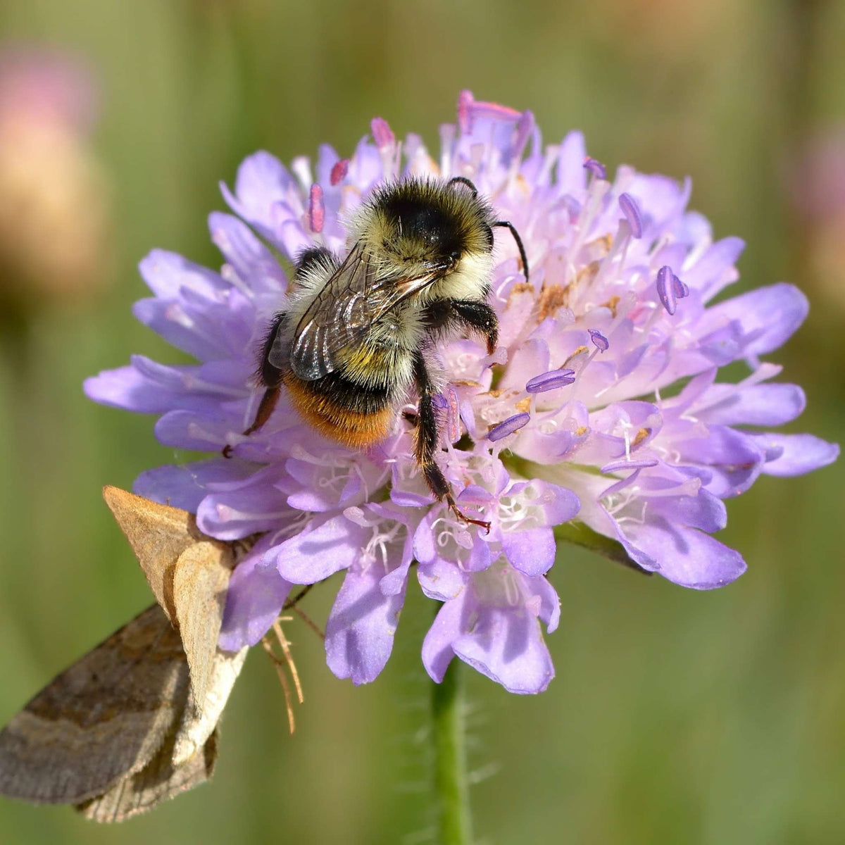 Bumblebee feeding on a lilac Knautia arvensis flower head.