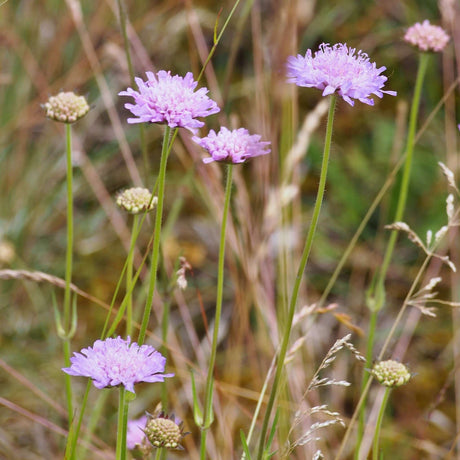 Knautia arvensis