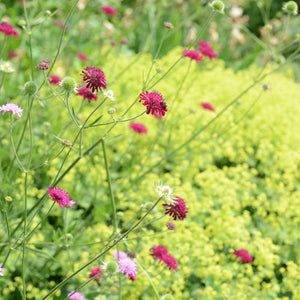 Knautia macedonica