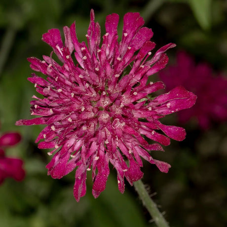 Close-up of a deep crimson Knautia macedonica pincushion flower on a slender stem.