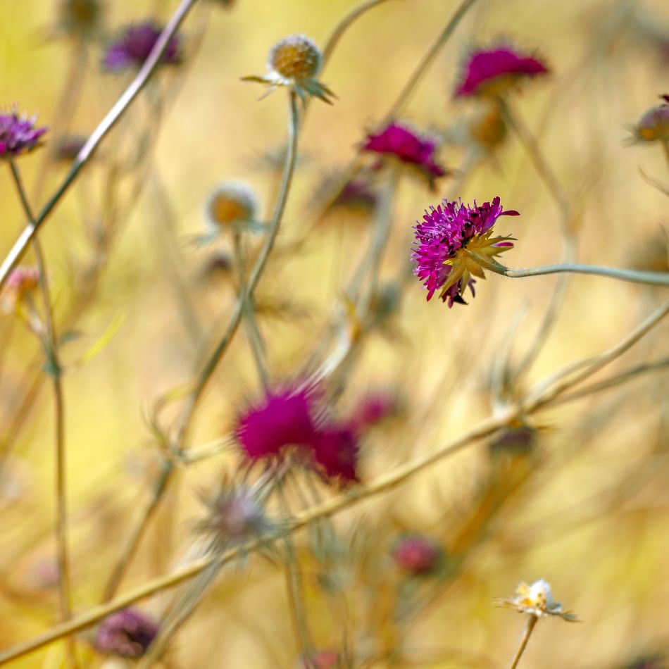Knautia macedonica