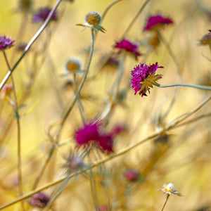 Knautia macedonica