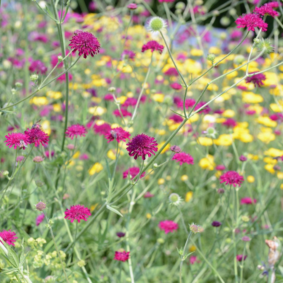 Airy drift of Knautia macedonica with many burgundy pincushion flowers in a mixed border.