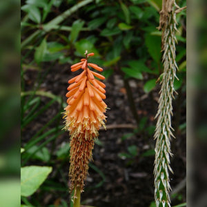 Kniphofia ‘Flamenco’