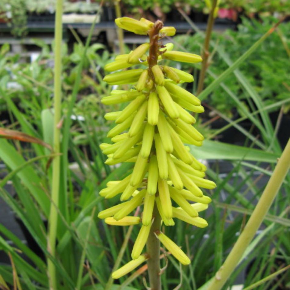 Kniphofia ‘Little Maid’