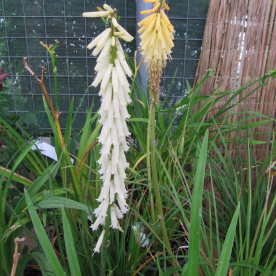 Kniphofia ‘Little Maid’