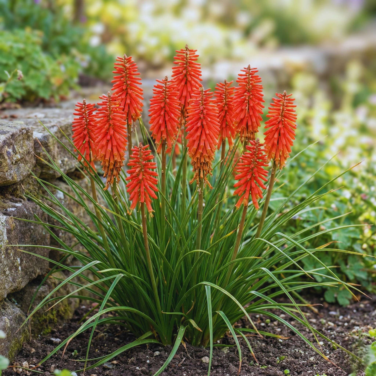 Compact Kniphofia ‘Poco Red’ clump with vivid red-orange flower spikes.