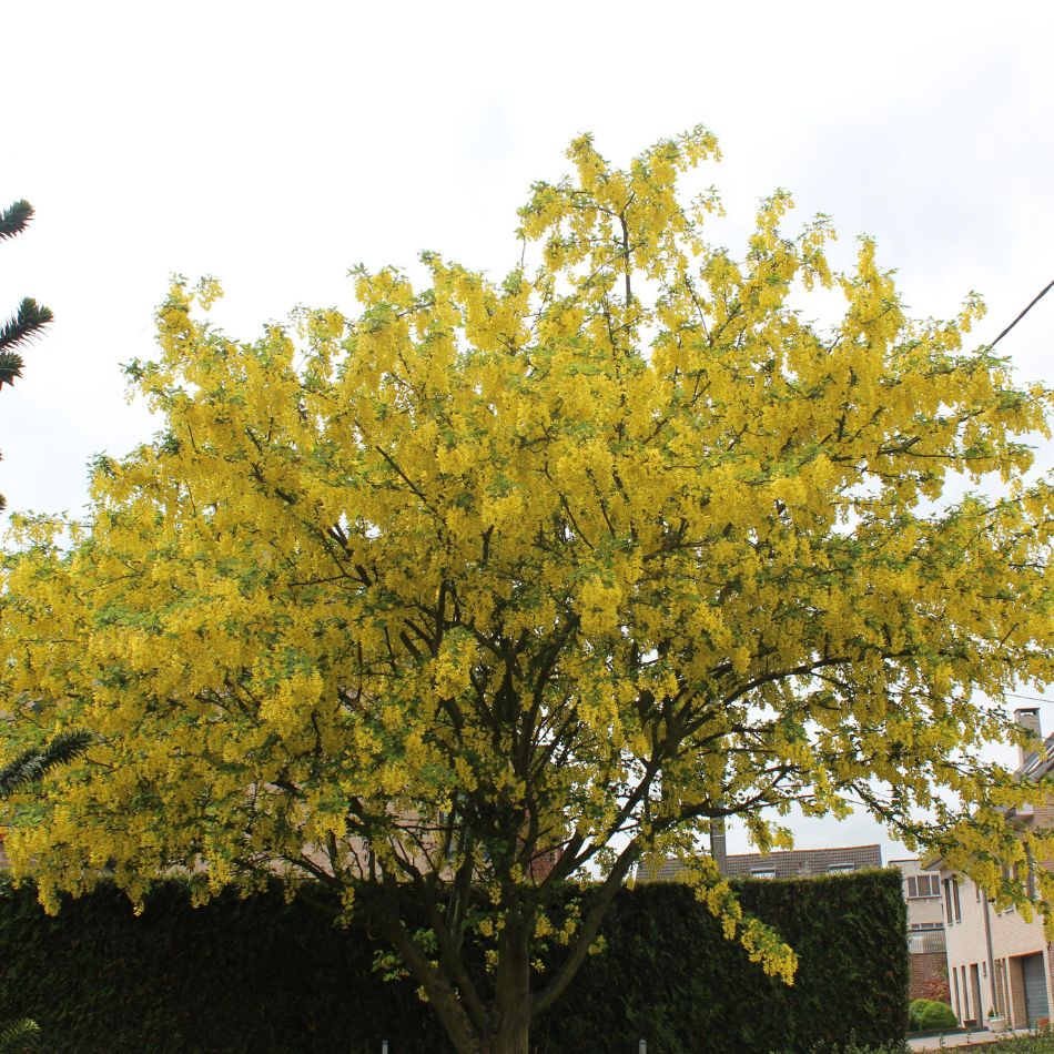 Small Laburnum ‘Vossii’ tree with a rounded crown of yellow spring blossom.