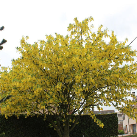 Small Laburnum ‘Vossii’ tree with a rounded crown of yellow spring blossom.