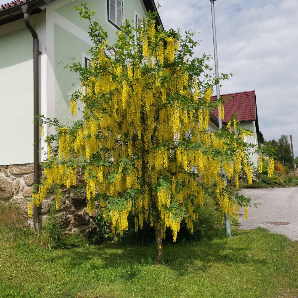 Laburnum ‘Vossii’ in full flower beside a house, its branches covered in hanging yellow racemes.