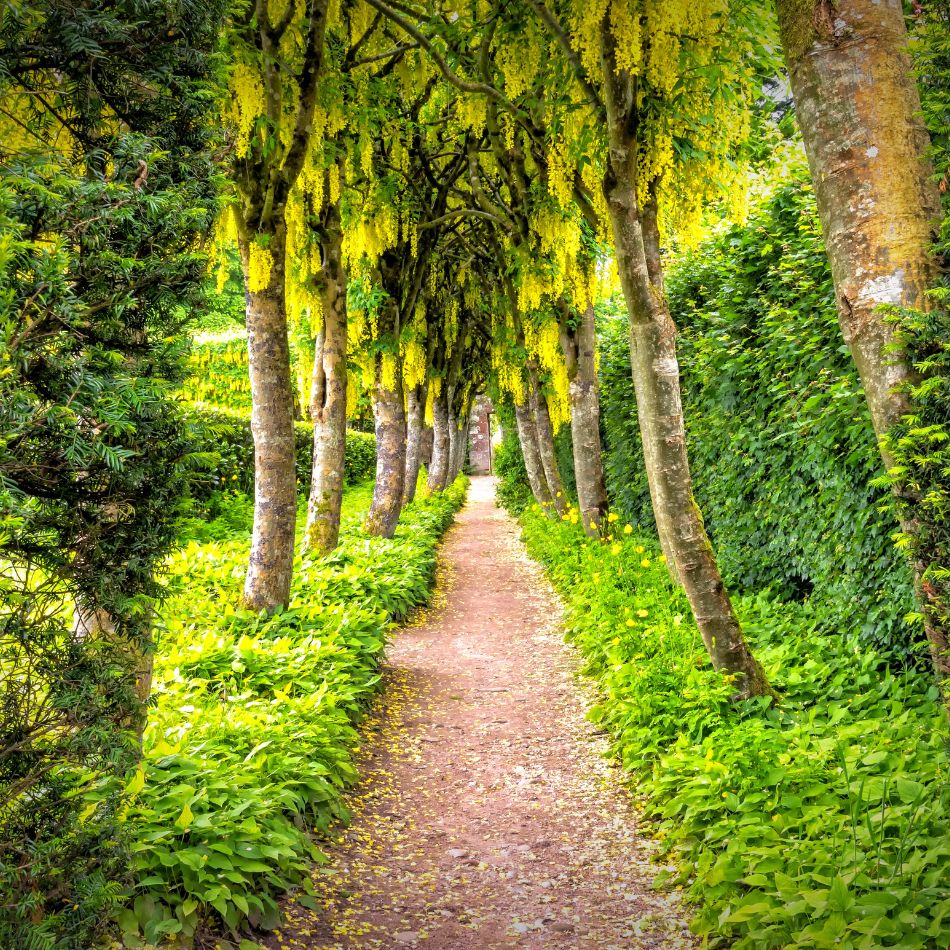 Shaded garden path beneath arching laburnum trees hung with golden flower clusters.